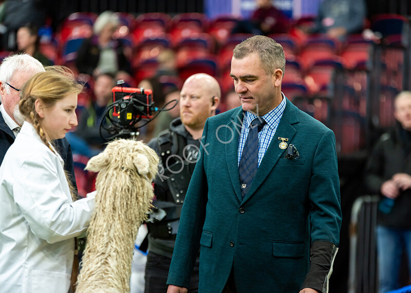 IWP9994 
 BAS National Show 2024 
 Keywords: British Alpaca Society, National Show, 2024, Champion of Champions Fleece Show, Alpaca, Suri, Huacaya