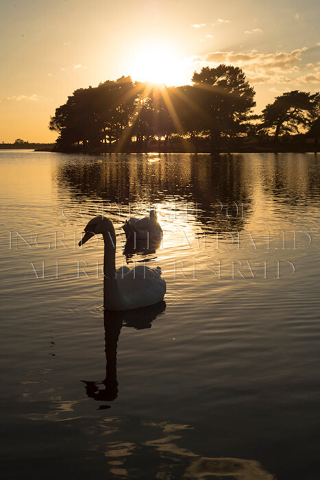 IWM9192 
 NEW FOREST 
 Keywords: INGRID WEEL MEDIA LTD, CORPORATE PHOTOGRAPHY SURREY, BUSINES PHOTOGRAPHY, WEDDING PHOTOGRAPHY, FINE ART PHOTOGRAPHY, FAMILY PHOTOGRAPHY, SOCIAL, BRITISH WILDLIFE, FALLOW DEER, DONKEY, SWAN, HATCHET POND