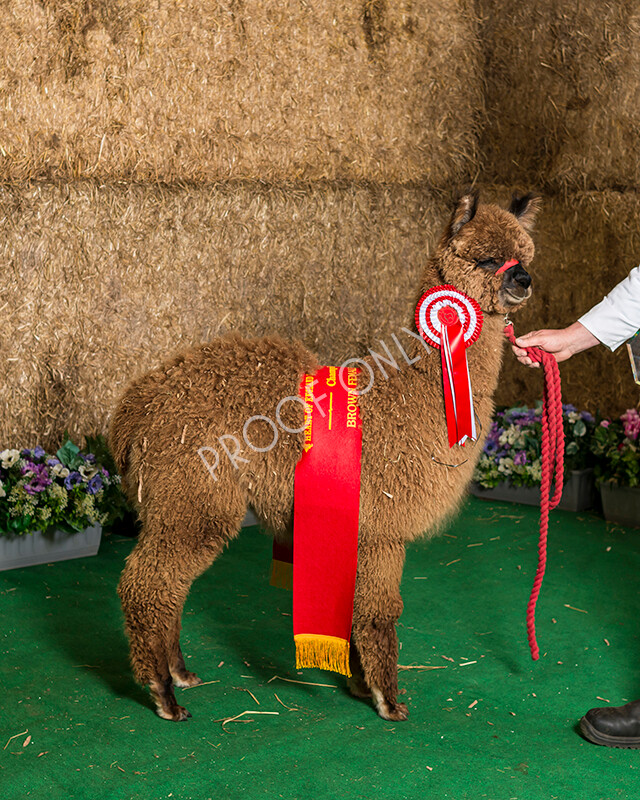 IWM7256 
 HoEAG Spring Fiesta 2022 
 Keywords: Surrey Photographer, Alpacas, Suri, Huacaya, HoEAG, Spring Fiesta, 2022, Heart of England Alpaca Group