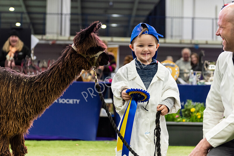 IWP0748 
 BAS National Show 2024 
 Keywords: British Alpaca Society, National Show, 2024, Champion of Champions Fleece Show, Alpaca, Suri, Huacaya