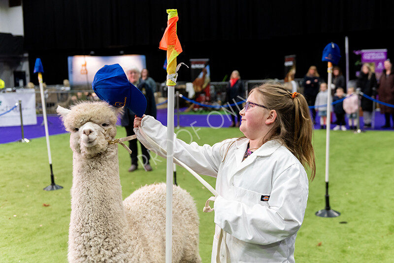 IWP0815 
 BAS National Show 2024 
 Keywords: British Alpaca Society, National Show, 2024, Champion of Champions Fleece Show, Alpaca, Suri, Huacaya