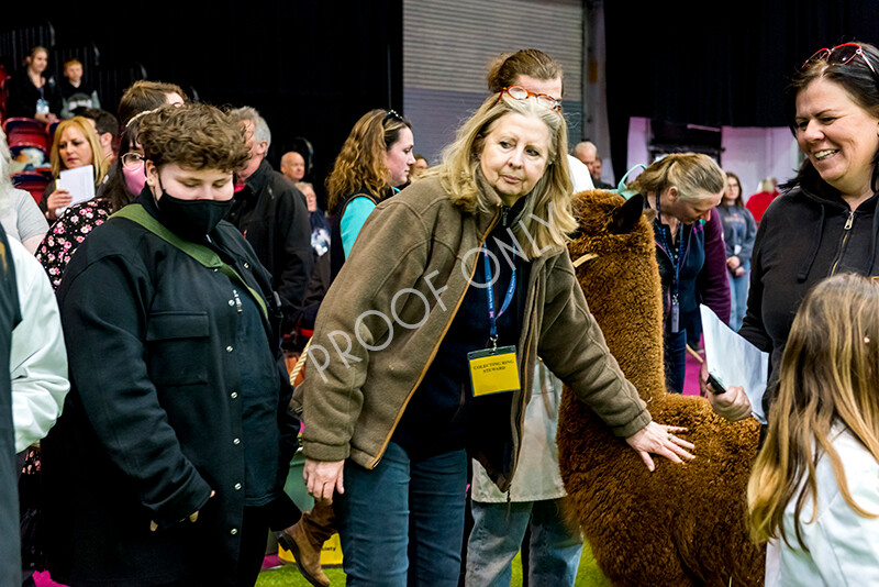 IWM6018 
 BAS National Show 2022 
 Keywords: Surrey Photographer, Alpacas, Suri, Huacaya, BAS National Show 2022, BAS' British Alpaca Society