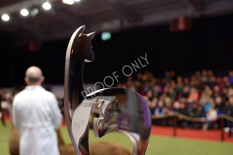 IWM0233 
 Photography of BAS National Show 2023 
 Keywords: Surrey Photographer, Alpacas, Suri, Huacaya, 2023, BAS, British Alpaca Society, Alpaca, Suri, Huacaya, Fleece Judging, Halter Show