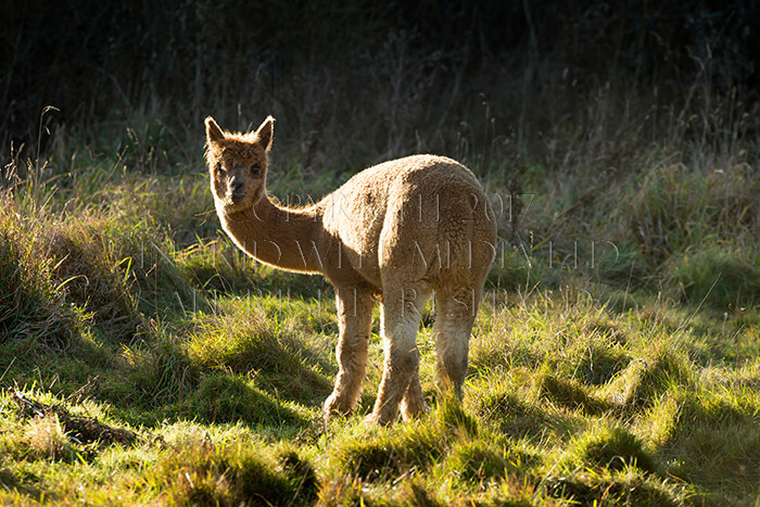 IWM0171 
 ALPACAS 
 Keywords: INGRID WEEL MEDIA LTD, ALPACAS, HUACAYA, SURI, BACKYARD ALPACA COMPANY, NORFOLK