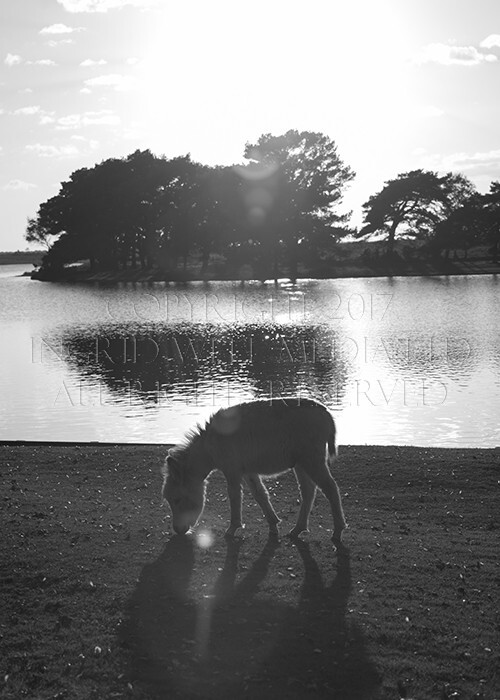 IWM9135 
 NEW FOREST 
 Keywords: INGRID WEEL MEDIA LTD, CORPORATE PHOTOGRAPHY SURREY, BUSINES PHOTOGRAPHY, WEDDING PHOTOGRAPHY, FINE ART PHOTOGRAPHY, FAMILY PHOTOGRAPHY, SOCIAL, BRITISH WILDLIFE, FALLOW DEER, DONKEY, SWAN, HATCHET POND