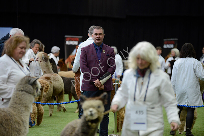 IWM5521 
 BAS National Show 2024 
 Keywords: British Alpaca Society, National Show, 2024, Champion of Champions Fleece Show, Alpaca, Suri, Huacaya