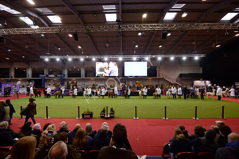 IWM0221 
 Photography of BAS National Show 2023 
 Keywords: Surrey Photographer, Alpacas, Suri, Huacaya, 2023, BAS, British Alpaca Society, Alpaca, Suri, Huacaya, Fleece Judging, Halter Show