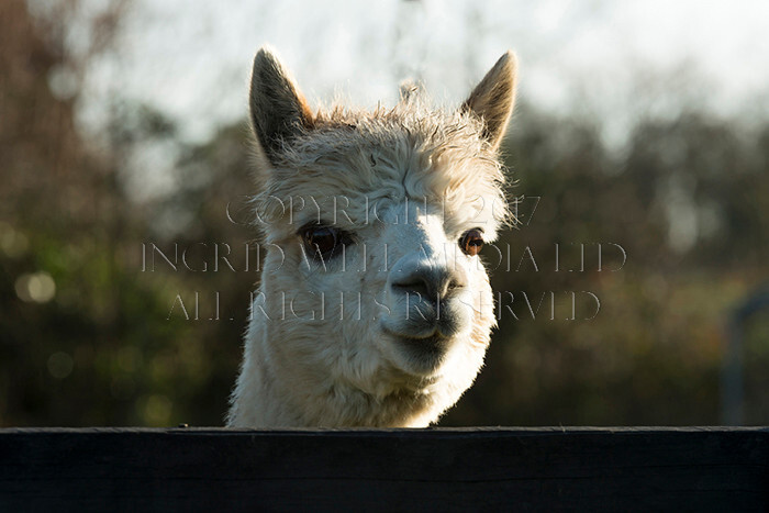 IWM0162 
 ALPACAS 
 Keywords: INGRID WEEL MEDIA LTD, ALPACAS, HUACAYA, SURI, BACKYARD ALPACA COMPANY, NORFOLK