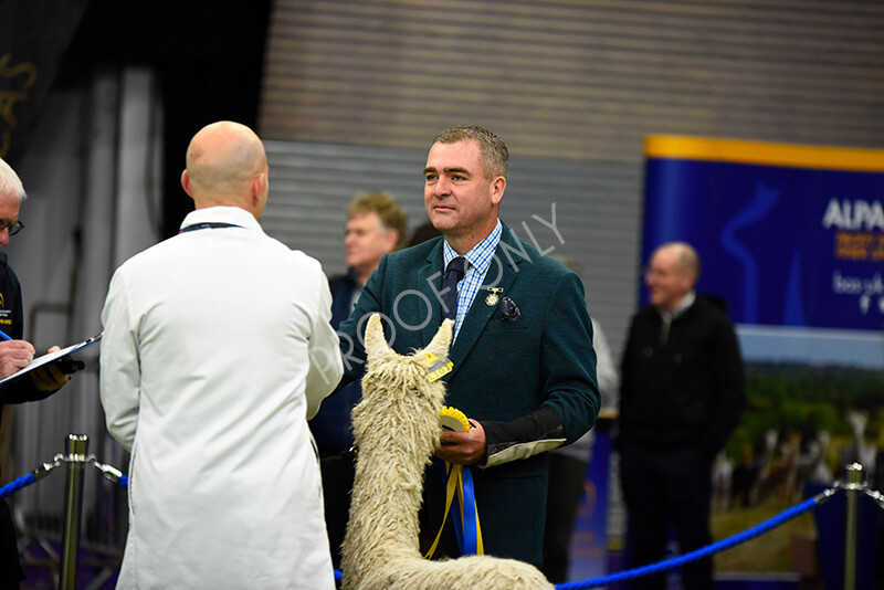 IWP9986 
 BAS National Show 2024 
 Keywords: British Alpaca Society, National Show, 2024, Champion of Champions Fleece Show, Alpaca, Suri, Huacaya