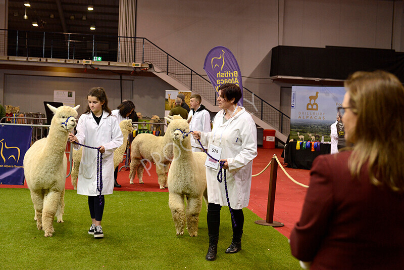 IWM9649 
 Photography of BAS National Show 2023 
 Keywords: Surrey Photographer, Alpacas, Suri, Huacaya, 2023, BAS, British Alpaca Society, Alpaca, Suri, Huacaya, Fleece Judging, Halter Show