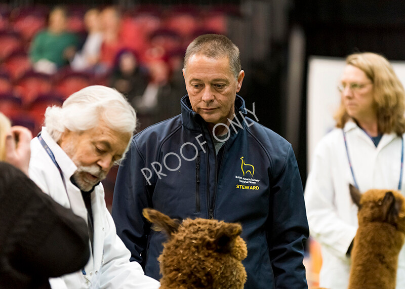 IWM5337 
 BAS National Show 2022 
 Keywords: Surrey Photographer, Alpacas, Suri, Huacaya, BAS National Show 2022, BAS' British Alpaca Society