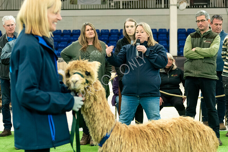 IWP1569 
 HoEAG Spring Fiesta 2023 
 Keywords: Surrey Photographer, Alpacas, Suri, Huacaya, HoEAG, Spring Fiesta, 2023, Heart of England Alpaca Group