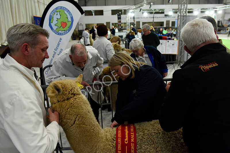 IWP4378 
 HOEAG Spring Fiesta 2024 
 Keywords: Heart of England Alpaca Group, Spring Fiesta 2024, Alpaca Show, Fleece Show Alpaca, Suri, Huacaya