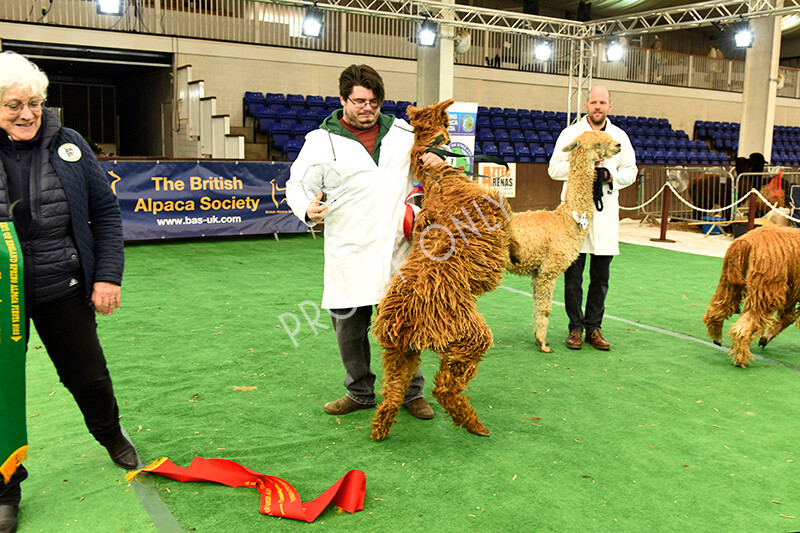 IWP7510 
 HoEAG Spring Fiesta 2022 
 Keywords: Surrey Photographer, Alpacas, Suri, Huacaya, HoEAG, Spring Fiesta, 2022, Heart of England Alpaca Group