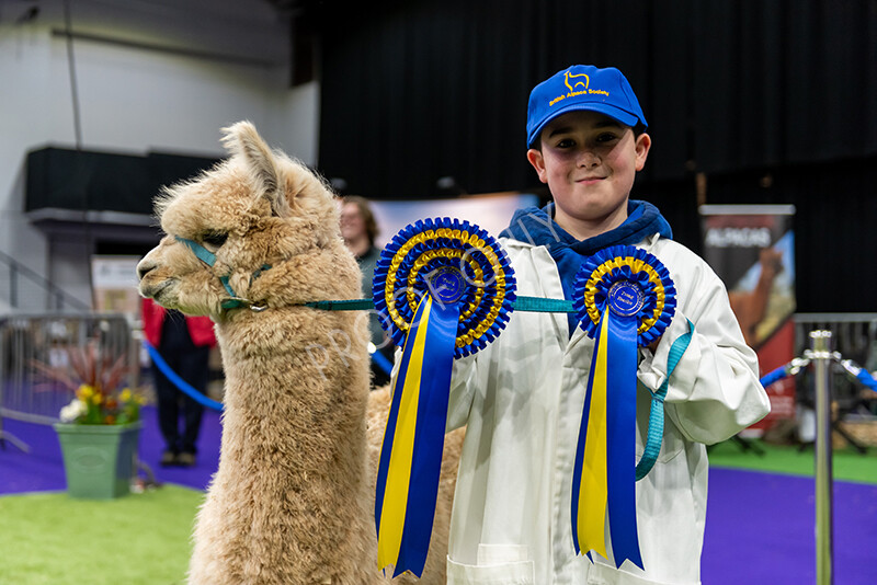 IWP0860 
 BAS National Show 2024 
 Keywords: British Alpaca Society, National Show, 2024, Champion of Champions Fleece Show, Alpaca, Suri, Huacaya