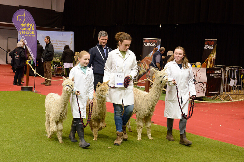 IWM9718 
 Photography of BAS National Show 2023 
 Keywords: Surrey Photographer, Alpacas, Suri, Huacaya, 2023, BAS, British Alpaca Society, Alpaca, Suri, Huacaya, Fleece Judging, Halter Show