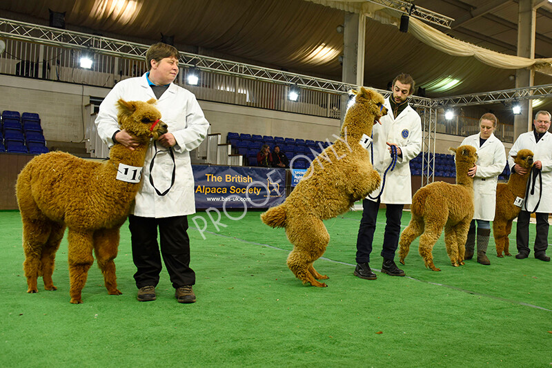 IWP7382 
 HoEAG Spring Fiesta 2022 
 Keywords: Surrey Photographer, Alpacas, Suri, Huacaya, HoEAG, Spring Fiesta, 2022, Heart of England Alpaca Group