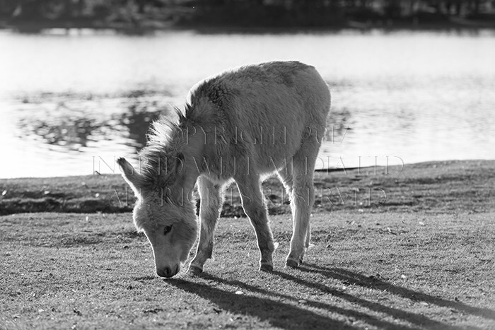 IWM9117 
 NEW FOREST 
 Keywords: INGRID WEEL MEDIA LTD, CORPORATE PHOTOGRAPHY SURREY, BUSINES PHOTOGRAPHY, WEDDING PHOTOGRAPHY, FINE ART PHOTOGRAPHY, FAMILY PHOTOGRAPHY, SOCIAL, BRITISH WILDLIFE, FALLOW DEER, DONKEY, SWAN, HATCHET POND