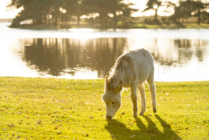 IWM9069 
 NEW FOREST 
 Keywords: INGRID WEEL MEDIA LTD, CORPORATE PHOTOGRAPHY SURREY, BUSINES PHOTOGRAPHY, WEDDING PHOTOGRAPHY, FINE ART PHOTOGRAPHY, FAMILY PHOTOGRAPHY, SOCIAL, BRITISH WILDLIFE, FALLOW DEER, DONKEY, SWAN, HATCHET POND