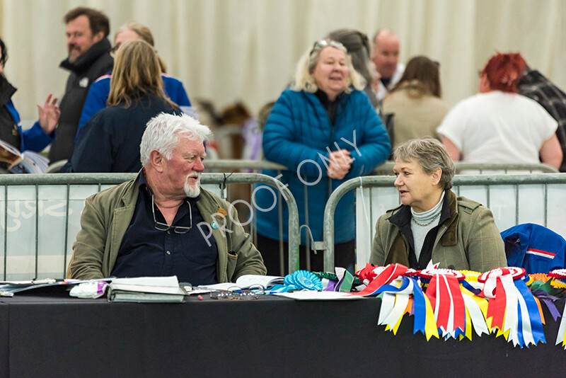 IWP7740 
 HoEAG Spring Fiesta 2022 
 Keywords: Surrey Photographer, Alpacas, Suri, Huacaya, HoEAG, Spring Fiesta, 2022, Heart of England Alpaca Group