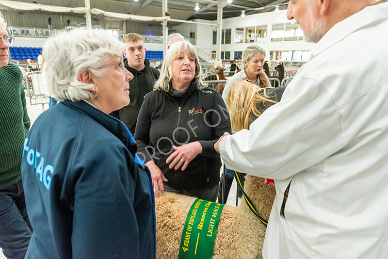 IWP4386 
 HOEAG Spring Fiesta 2024 
 Keywords: Heart of England Alpaca Group, Spring Fiesta 2024, Alpaca Show, Fleece Show Alpaca, Suri, Huacaya