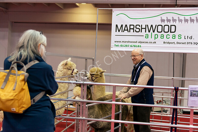 IWM9860 
 Photography of BAS National Show 2023 
 Keywords: Surrey Photographer, Alpacas, Suri, Huacaya, 2023, BAS, British Alpaca Society, Alpaca, Suri, Huacaya, Fleece Judging, Halter Show