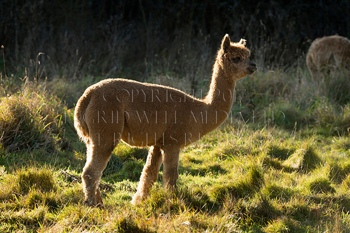 IWM0170 
 ALPACAS 
 Keywords: INGRID WEEL MEDIA LTD, ALPACAS, HUACAYA, SURI, BACKYARD ALPACA COMPANY, NORFOLK