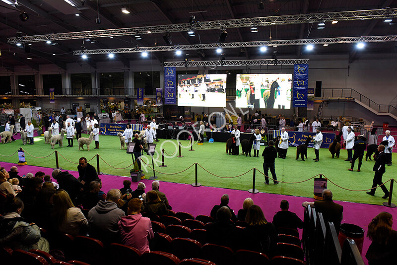 IWM4764 
 BAS National Show 2022 
 Keywords: Surrey Photographer, Alpacas, Suri, Huacaya, BAS National Show 2022, BAS' British Alpaca Society