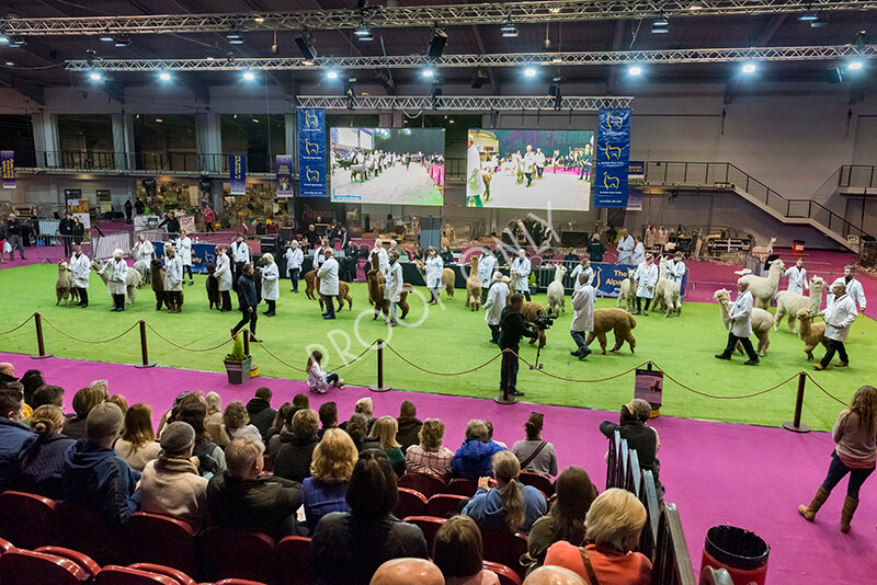 IWM5950 
 BAS National Show 2022 
 Keywords: Surrey Photographer, Alpacas, Suri, Huacaya, BAS National Show 2022, BAS' British Alpaca Society