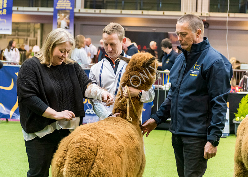 IWM5407 
 BAS National Show 2022 
 Keywords: Surrey Photographer, Alpacas, Suri, Huacaya, BAS National Show 2022, BAS' British Alpaca Society