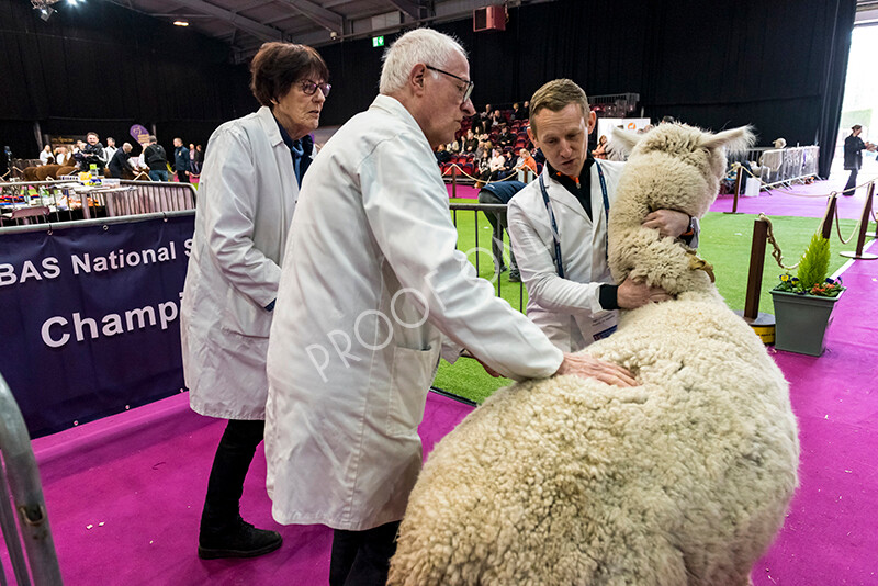 IWM4842 
 BAS National Show 2022 
 Keywords: Surrey Photographer, Alpacas, Suri, Huacaya, BAS National Show 2022, BAS' British Alpaca Society