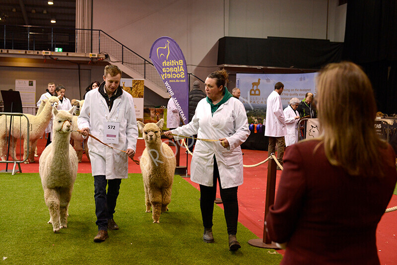 IWM9647 
 Photography of BAS National Show 2023 
 Keywords: Surrey Photographer, Alpacas, Suri, Huacaya, 2023, BAS, British Alpaca Society, Alpaca, Suri, Huacaya, Fleece Judging, Halter Show