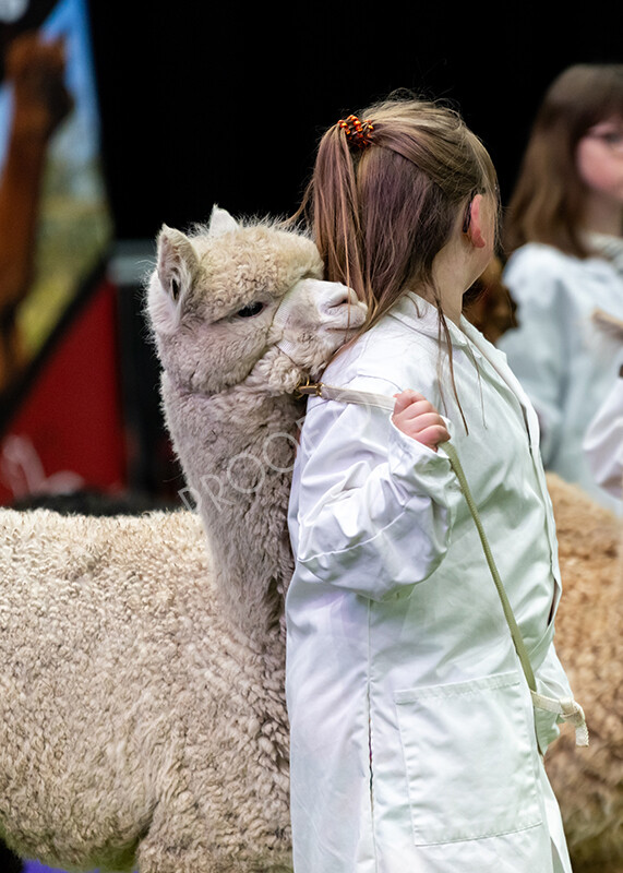 IWP0780 
 BAS National Show 2024 
 Keywords: British Alpaca Society, National Show, 2024, Champion of Champions Fleece Show, Alpaca, Suri, Huacaya