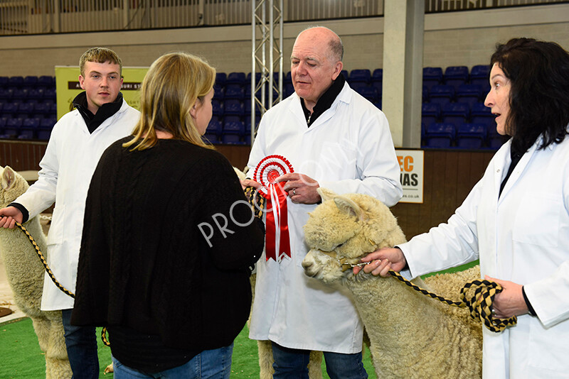 IWP8302 
 HoEAG Spring Fiesta 2022 
 Keywords: Surrey Photographer, Alpacas, Suri, Huacaya, HoEAG, Spring Fiesta, 2022, Heart of England Alpaca Group