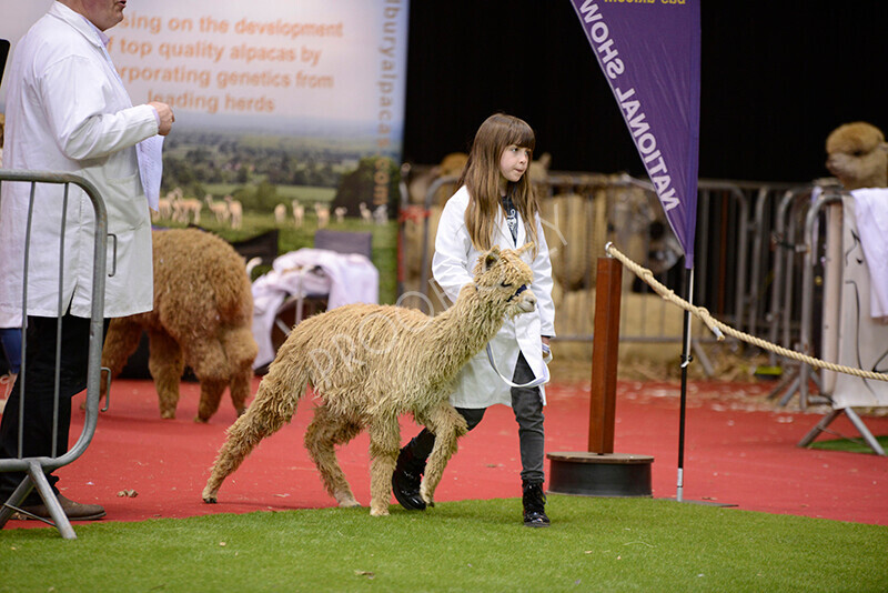 IWM9888 
 Photography of BAS National Show 2023 
 Keywords: Surrey Photographer, Alpacas, Suri, Huacaya, 2023, BAS, British Alpaca Society, Alpaca, Suri, Huacaya, Fleece Judging, Halter Show