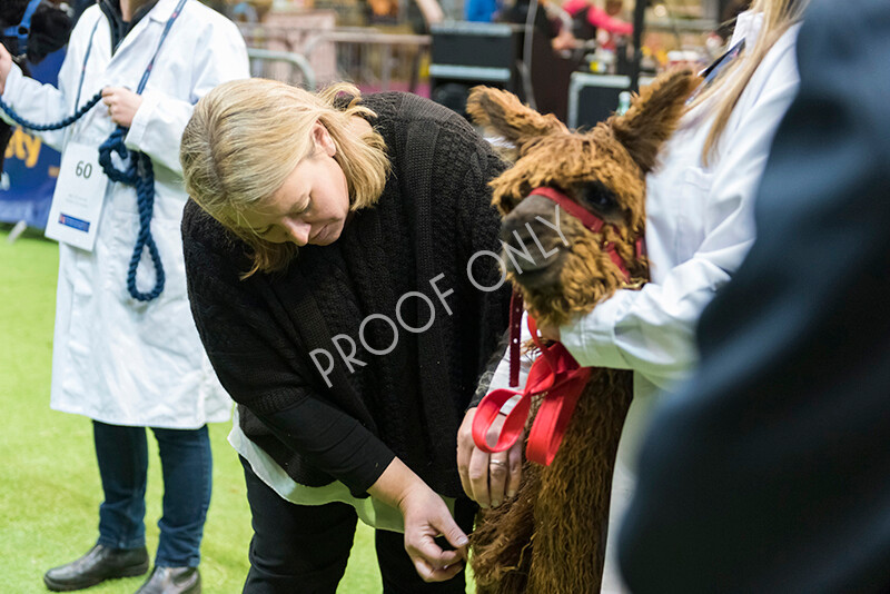 IWM5871 
 BAS National Show 2022 
 Keywords: Surrey Photographer, Alpacas, Suri, Huacaya, BAS National Show 2022, BAS' British Alpaca Society