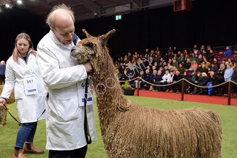 IWM0131 
 Photography of BAS National Show 2023 
 Keywords: Surrey Photographer, Alpacas, Suri, Huacaya, 2023, BAS, British Alpaca Society, Alpaca, Suri, Huacaya, Fleece Judging, Halter Show