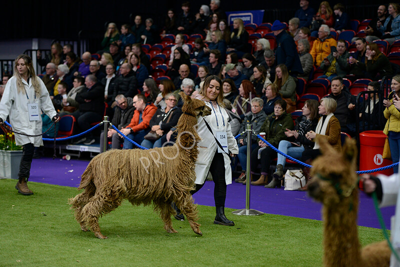 IWM5843 
 BAS National Show 2024 
 Keywords: British Alpaca Society, National Show, 2024, Champion of Champions Fleece Show, Alpaca, Suri, Huacaya