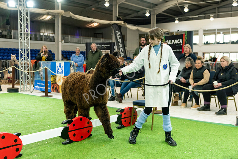 IWP2548 
 HoEAG Spring Fiesta 2023 
 Keywords: Surrey Photographer, Alpacas, Suri, Huacaya, HoEAG, Spring Fiesta, 2023, Heart of England Alpaca Group