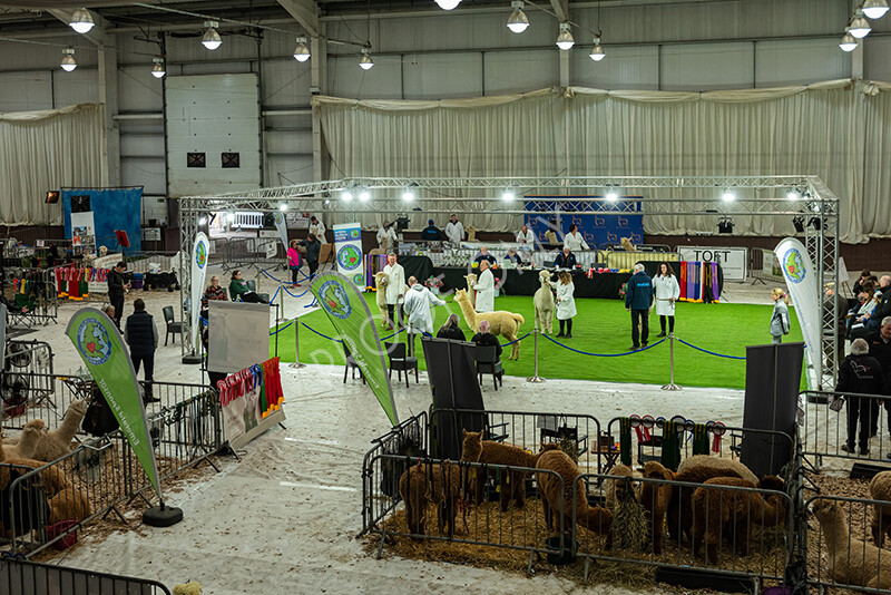 IWP4585 
 HOEAG Spring Fiesta 2024 
 Keywords: Heart of England Alpaca Group, Spring Fiesta 2024, Alpaca Show, Fleece Show Alpaca, Suri, Huacaya