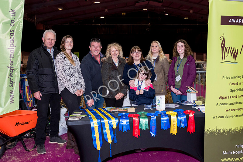 IWM5374 
 BAS National Show 2022 
 Keywords: Surrey Photographer, Alpacas, Suri, Huacaya, BAS National Show 2022, BAS' British Alpaca Society