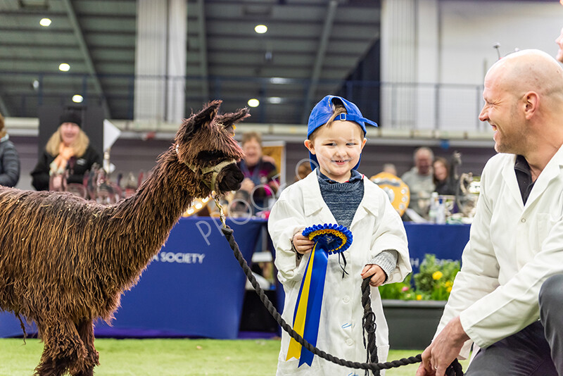 IWP0745 
 BAS National Show 2024 
 Keywords: British Alpaca Society, National Show, 2024, Champion of Champions Fleece Show, Alpaca, Suri, Huacaya