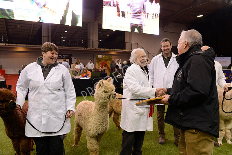 IWM9579 
 Photography of BAS National Show 2023 
 Keywords: Surrey Photographer, Alpacas, Suri, Huacaya, 2023, BAS, British Alpaca Society, Alpaca, Suri, Huacaya, Fleece Judging, Halter Show