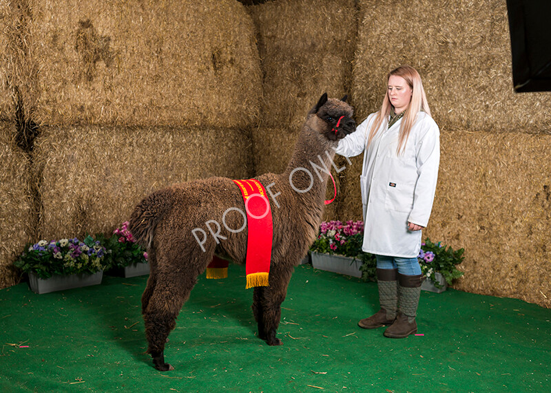 IWM7473 
 HoEAG Spring Fiesta 2022 
 Keywords: Surrey Photographer, Alpacas, Suri, Huacaya, HoEAG, Spring Fiesta, 2022, Heart of England Alpaca Group