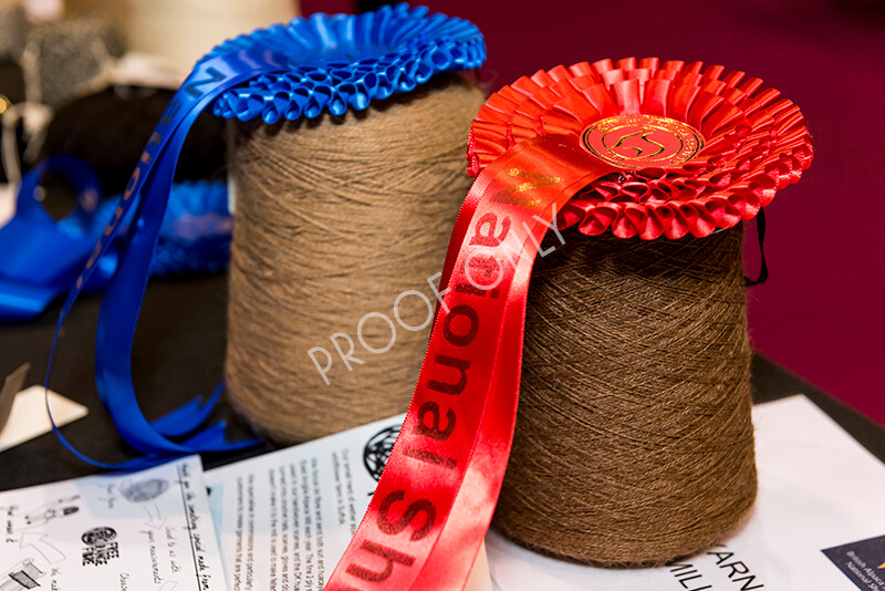 IWM5268 
 BAS National Show 2022 
 Keywords: Surrey Photographer, Alpacas, Suri, Huacaya, BAS National Show 2022, BAS' British Alpaca Society