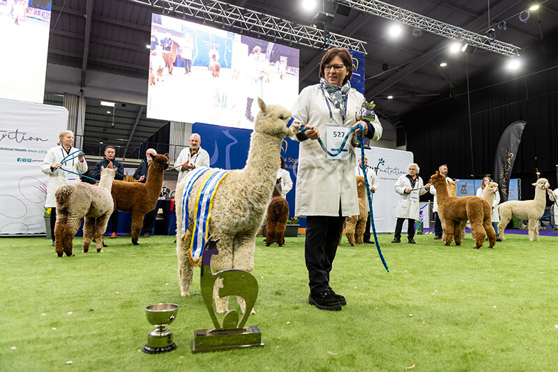 IWP1750 
 BAS National Show 2024 
 Keywords: British Alpaca Society, National Show, 2024, Champion of Champions Fleece Show, Alpaca, Suri, Huacaya