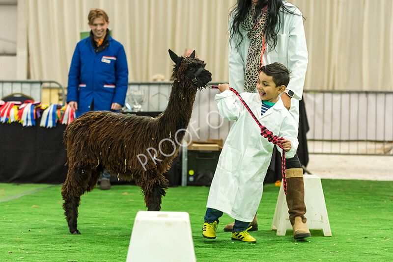 IWP7643 
 HoEAG Spring Fiesta 2022 
 Keywords: Surrey Photographer, Alpacas, Suri, Huacaya, HoEAG, Spring Fiesta, 2022, Heart of England Alpaca Group