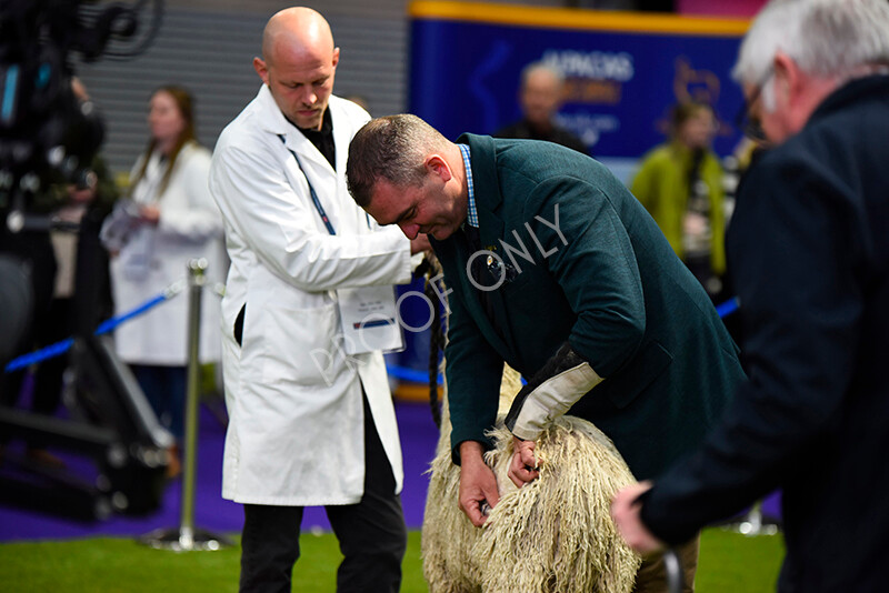 IWP9980 
 BAS National Show 2024 
 Keywords: British Alpaca Society, National Show, 2024, Champion of Champions Fleece Show, Alpaca, Suri, Huacaya