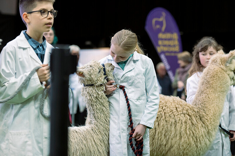 IWM0008 
 Photography of BAS National Show 2023 
 Keywords: Surrey Photographer, Alpacas, Suri, Huacaya, 2023, BAS, British Alpaca Society, Alpaca, Suri, Huacaya, Fleece Judging, Halter Show