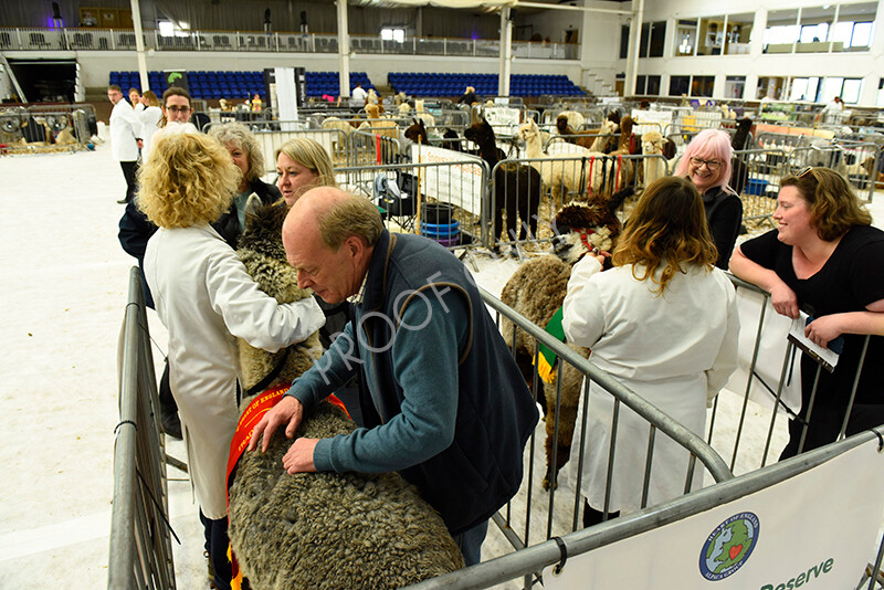 IWP3343 
 HOEAG Spring Fiesta 2024 
 Keywords: Heart of England Alpaca Group, Spring Fiesta 2024, Alpaca Show, Fleece Show Alpaca, Suri, Huacaya